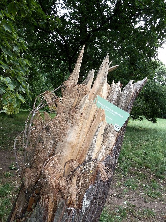 Unwettersch&auml;den in Nordhausen