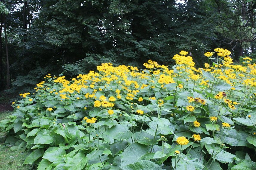 Im Park Hohenrode wurde heute das 10j&auml;hrige Jubil&auml;um des F&ouml;rdervereins gefeiert