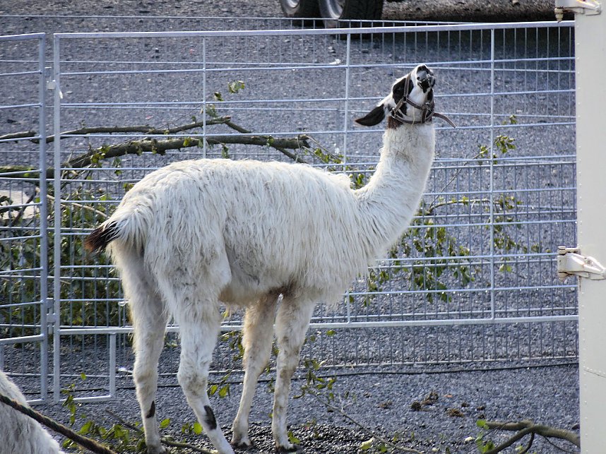 Zirkus in Nordhausen