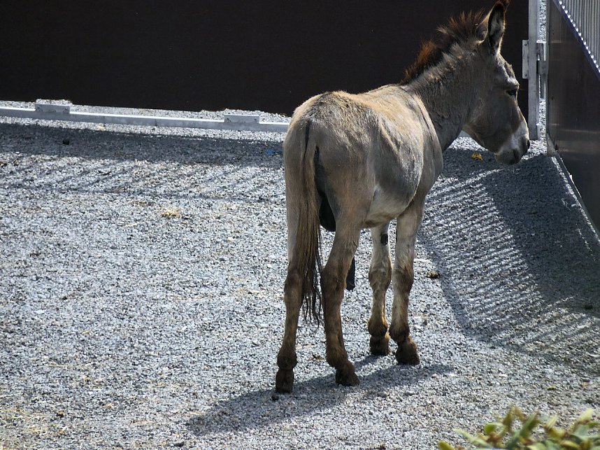 Zirkus in Nordhausen