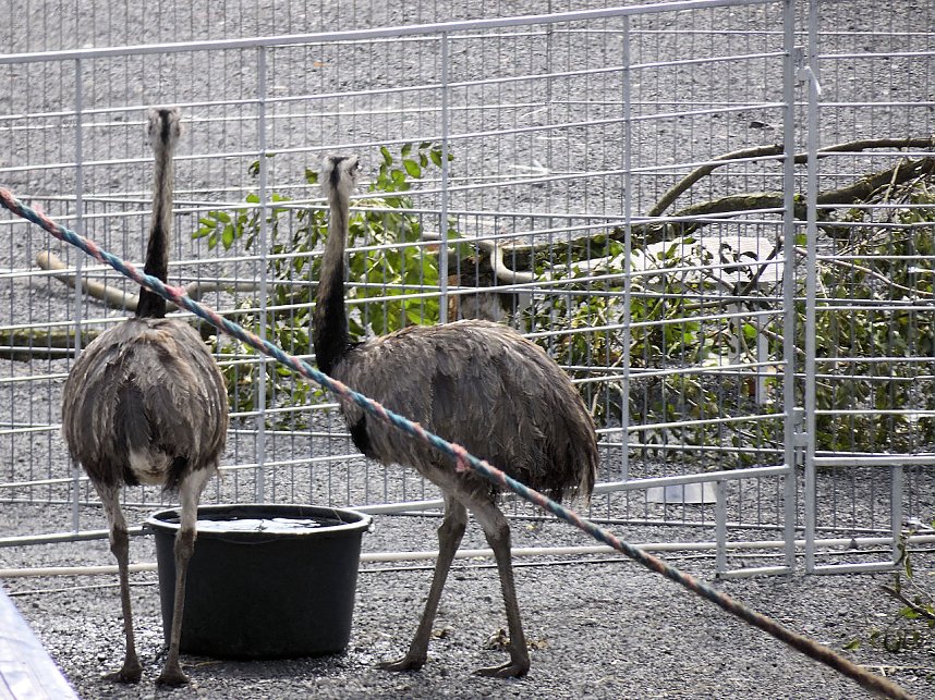 Zirkus in Nordhausen