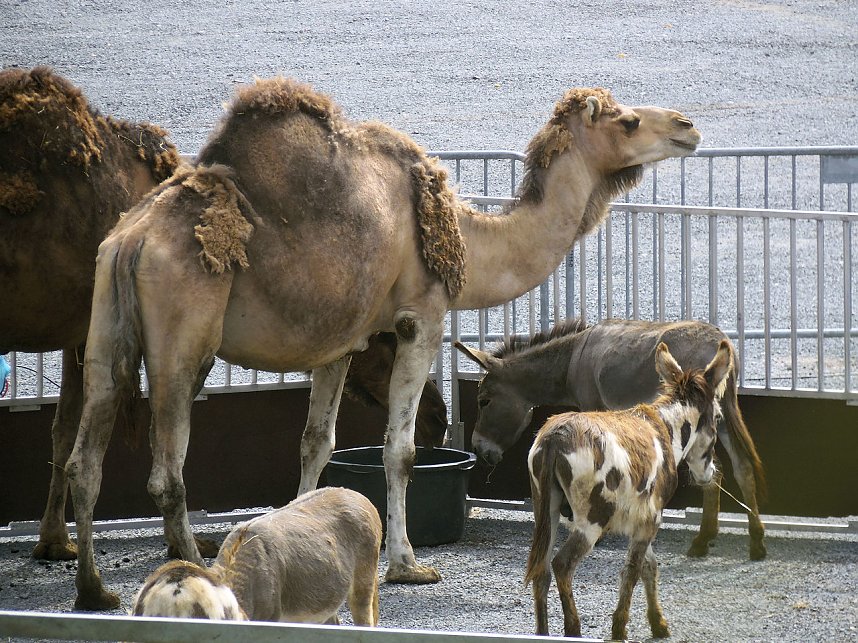 Zirkus in Nordhausen