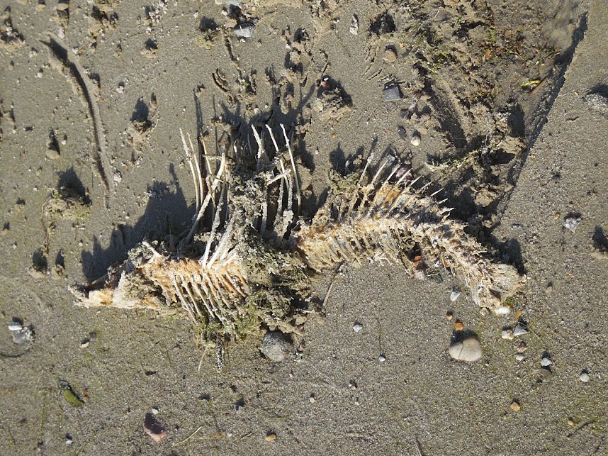 Impressionen am Muldenstausee