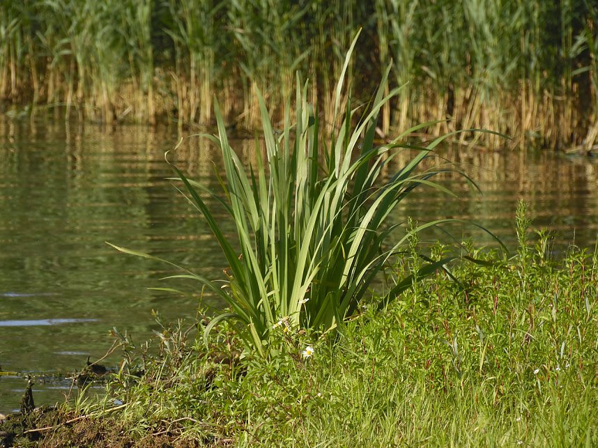 Impressionen am Muldenstausee