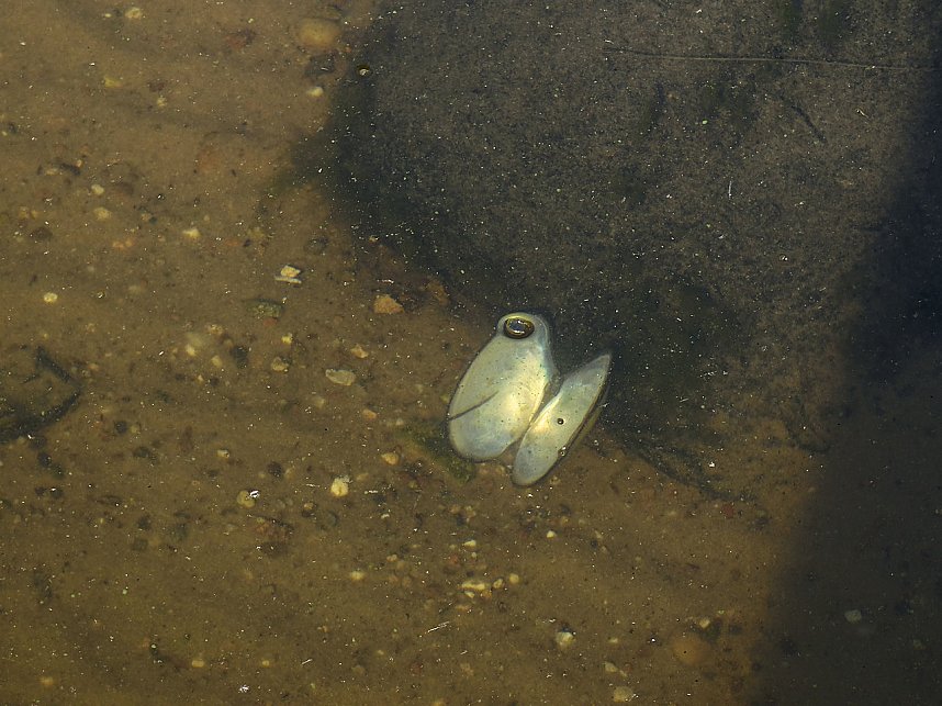 Impressionen am Muldenstausee