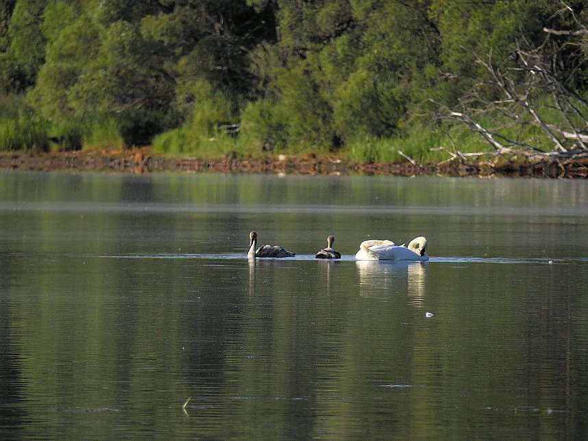 Impressionen am Muldenstausee