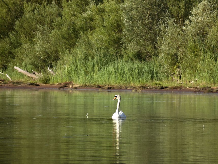 Impressionen am Muldenstausee