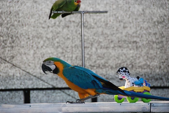 Fr&uuml;hlingsfest auf dem Petersberg 