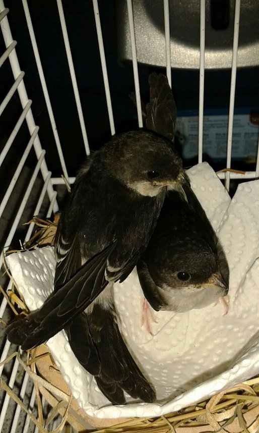 Die Entlassung aus der Pflege steht den Schwalben unmittelbar bevor.