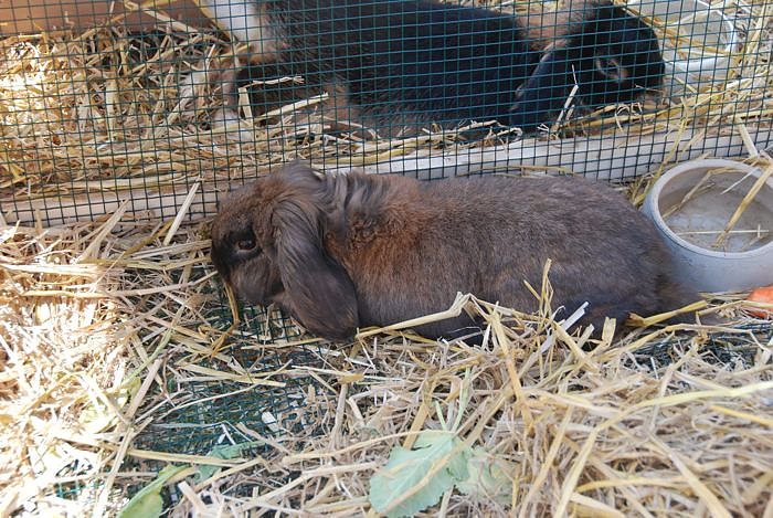 Fr&uuml;hlingsfest auf dem Petersberg 