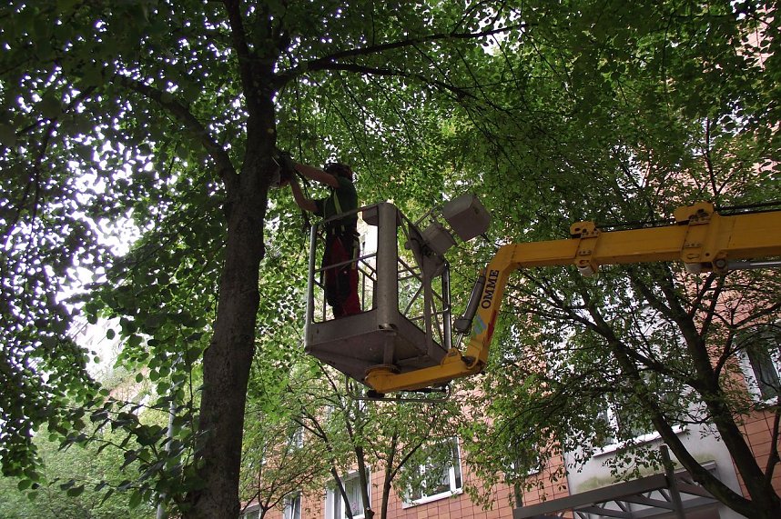 Mit Kettens&auml;ge und�Hub-Ger&auml;t�lichteten heute Mitarbeiter vom Sachgebiet Umwelt und Gr&uuml;nordnung B&auml;ume in der T&ouml;pferstra&szlig;e aus.