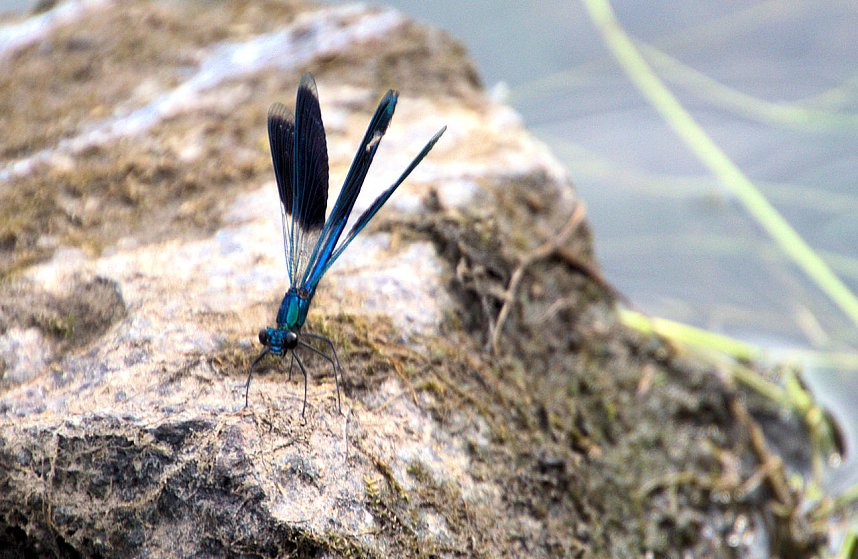 Entdeckungen an der Mulde