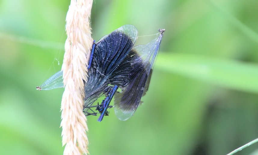 Entdeckungen an der Mulde