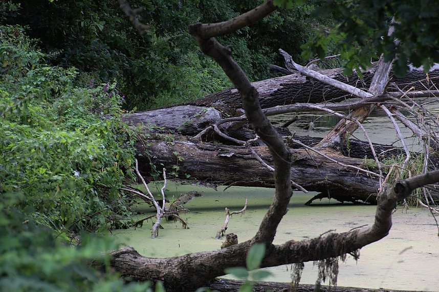 Entdeckungen an der Mulde