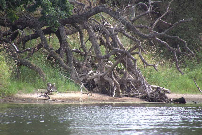 Entdeckungen an der Mulde