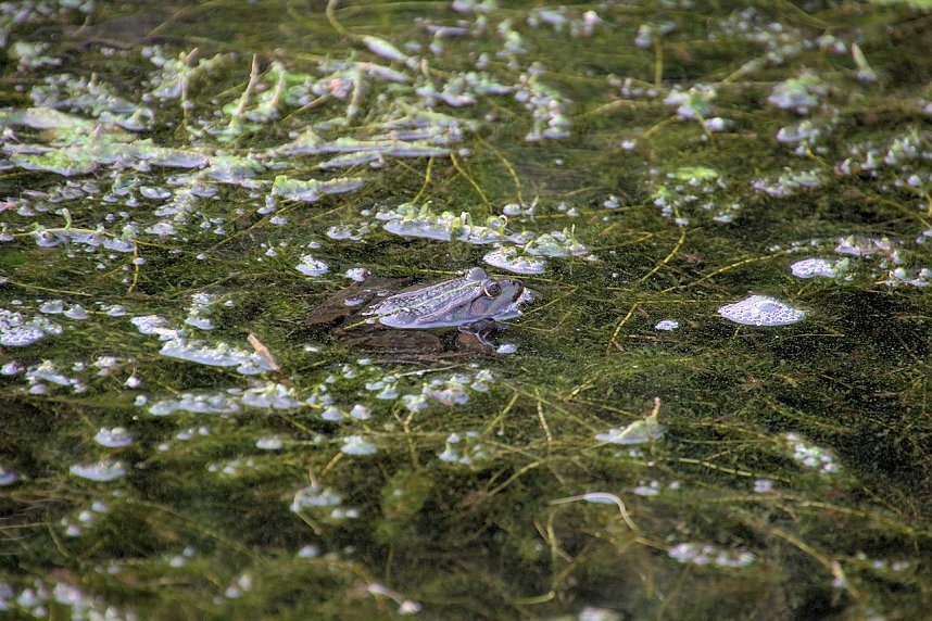 Entdeckungen an der Mulde