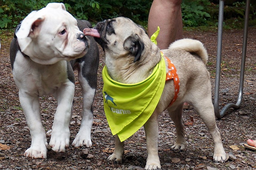 7. Nordth&uuml;ringer Bulldoggentreffen