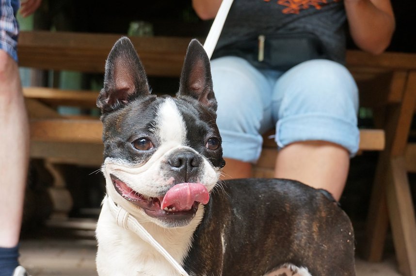 7. Nordth&uuml;ringer Bulldoggentreffen