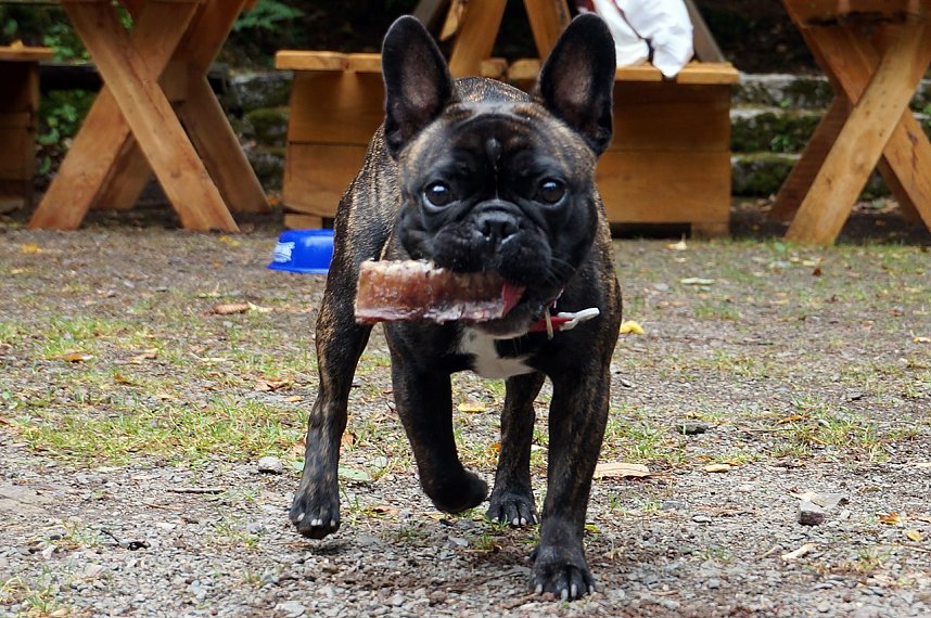 7. Nordth&uuml;ringer Bulldoggentreffen