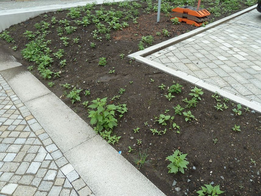 Es gr&uuml;nt so gr&uuml;n...