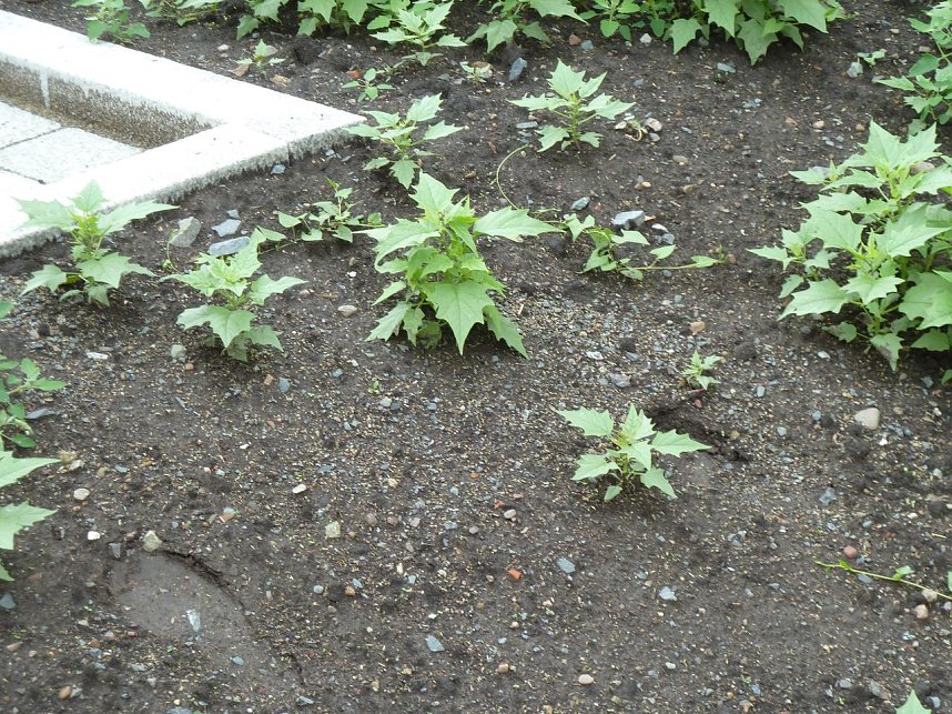 Es gr&uuml;nt so gr&uuml;n...