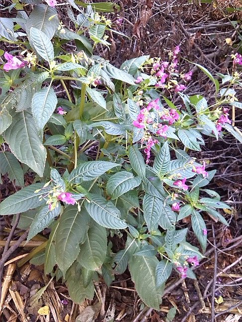 Fahrrad-Exkursion entlang Zorge und Helme