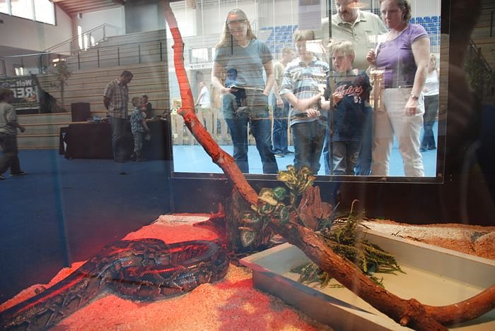 Welt der Reptilien in der Wiedingsburghalle