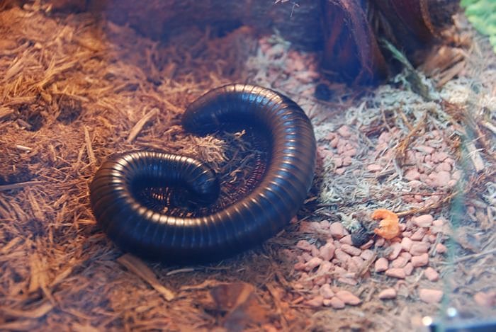 Welt der Reptilien in der Wiedingsburghalle