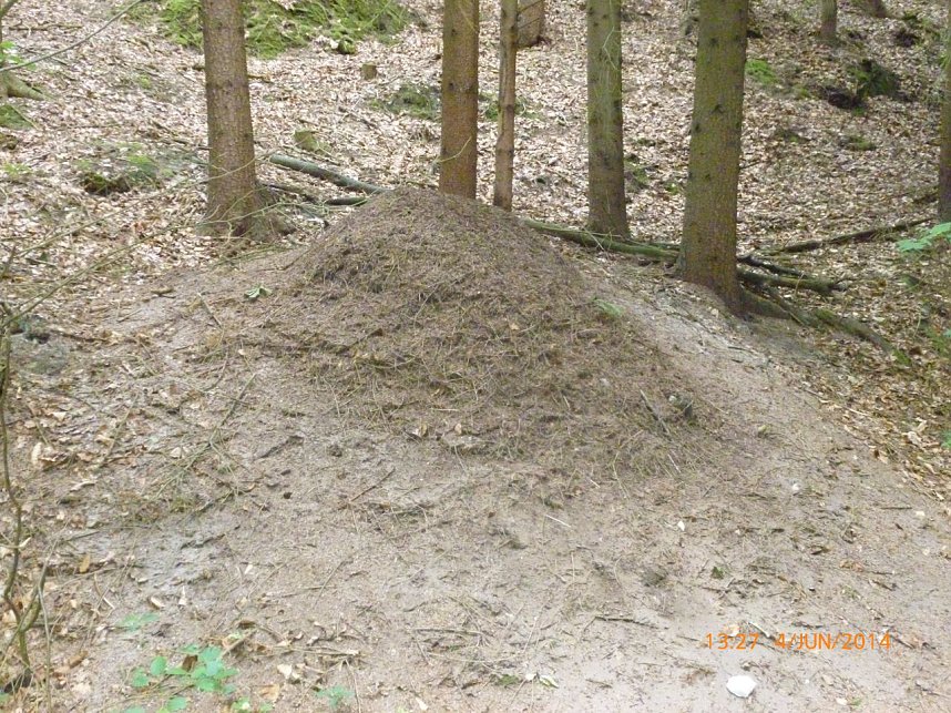 Ameisenhaufen zugesch&uuml;tttet