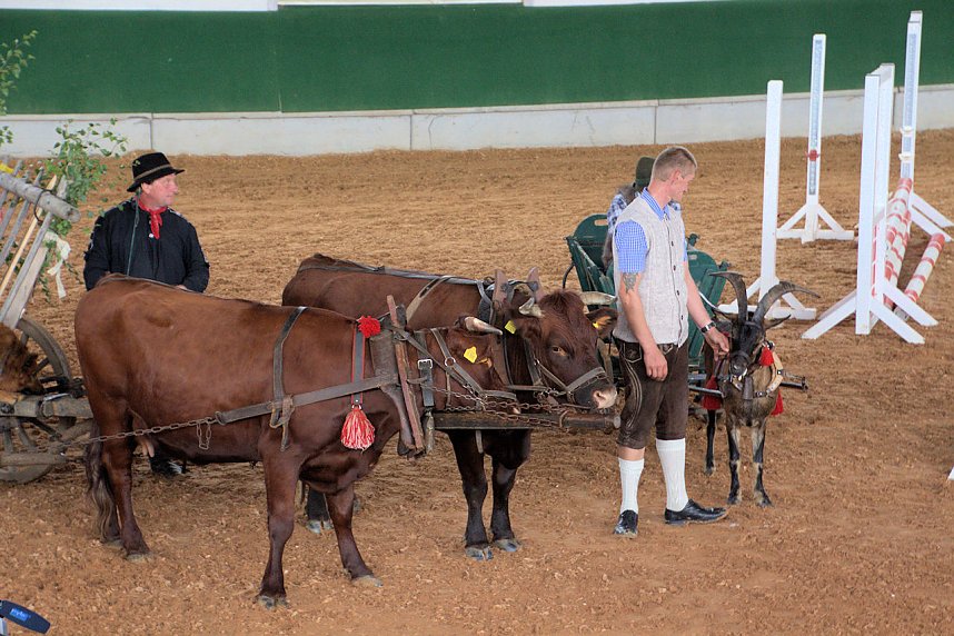 Archeschau auf der Forstfarm