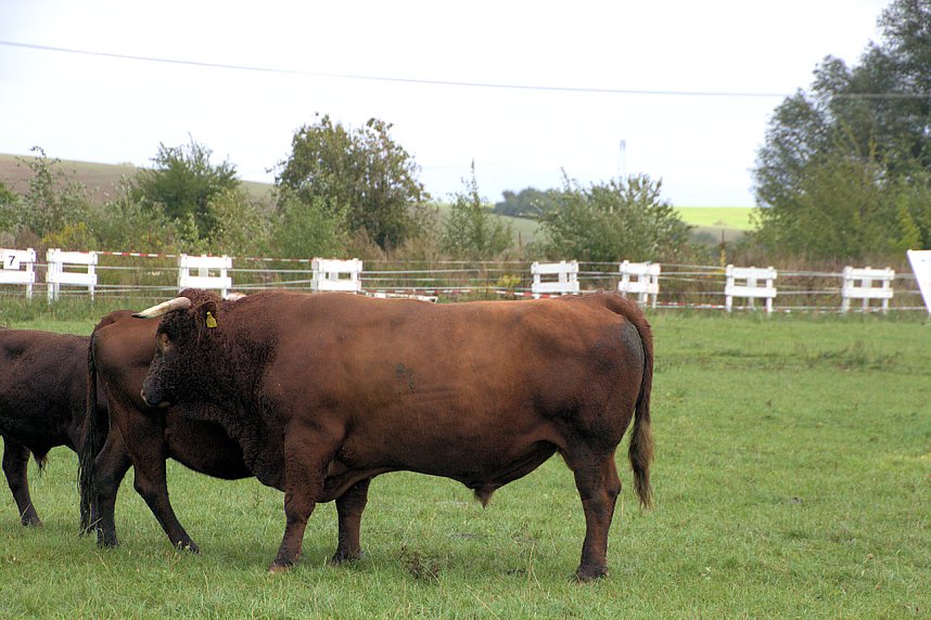 Archeschau auf der Forstfarm