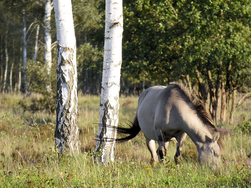 Peter Blei unterwegs in der Heide