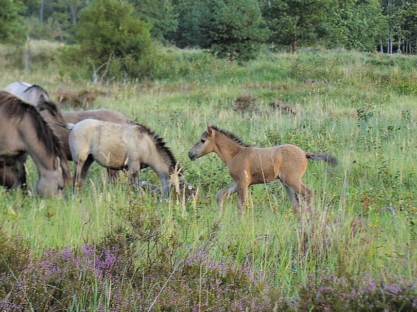 Peter Blei unterwegs in der Heide