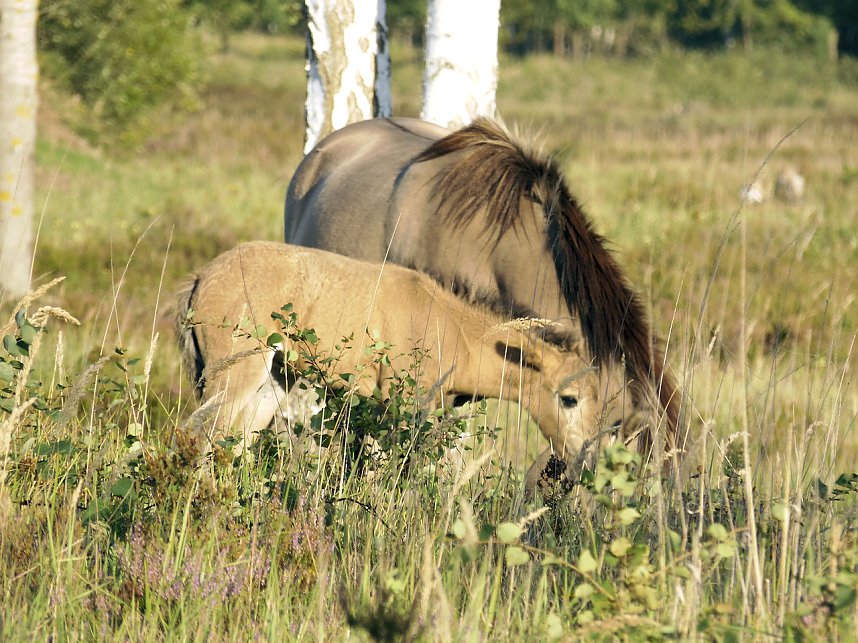 Peter Blei unterwegs in der Heide