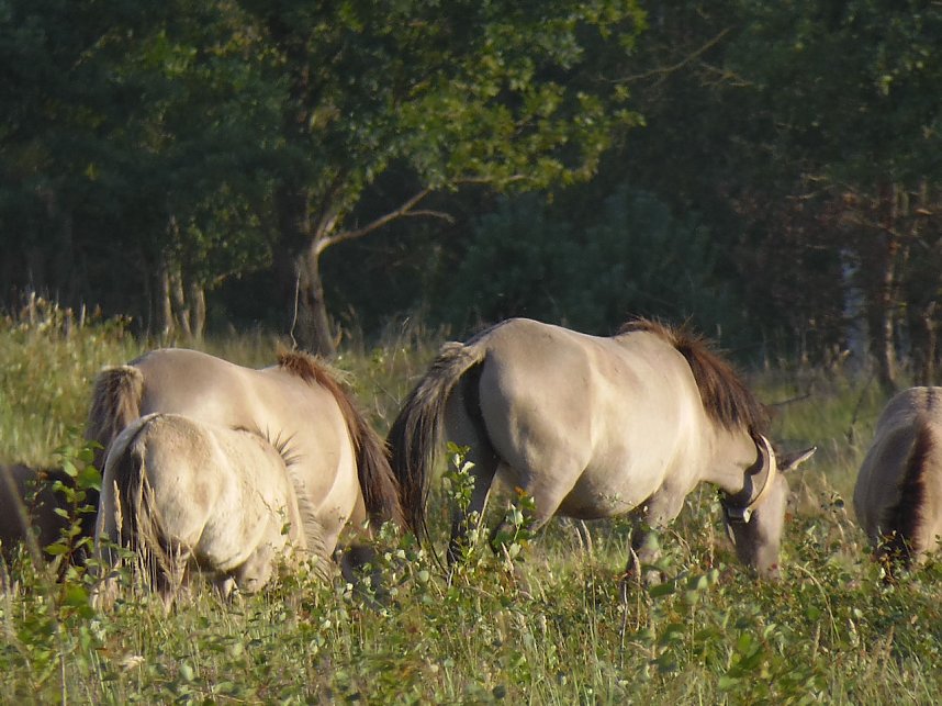 Peter Blei unterwegs in der Heide