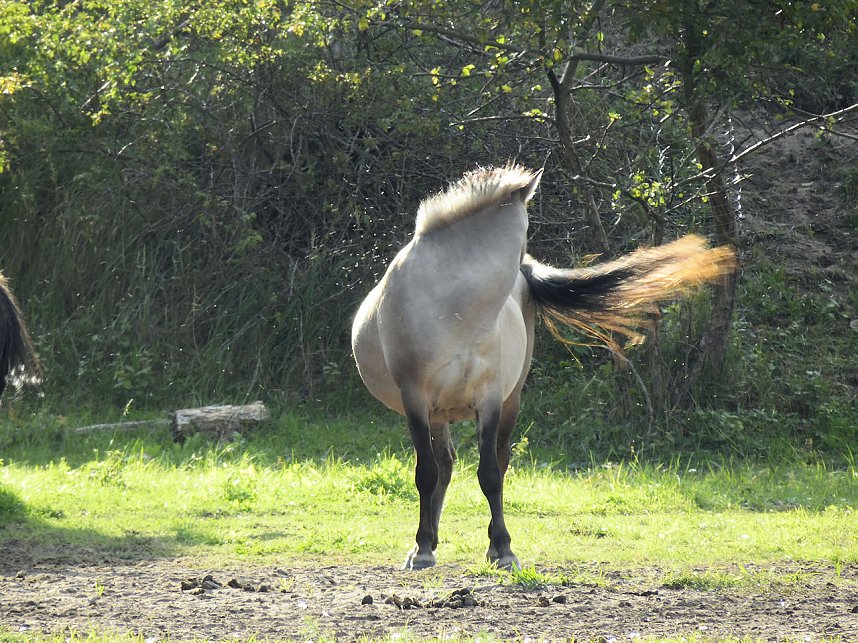 Peter Blei unterwegs in der Heide