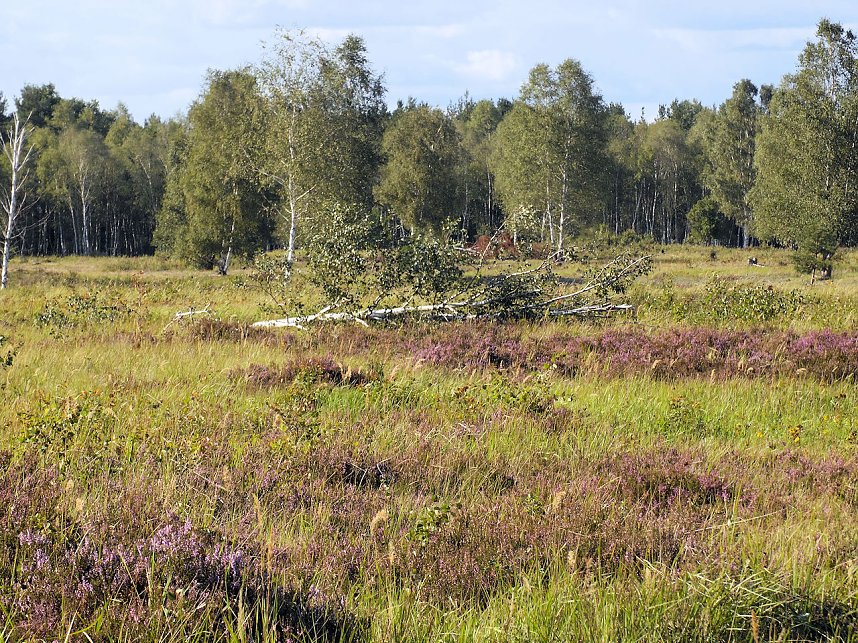 Peter Blei unterwegs in der Heide