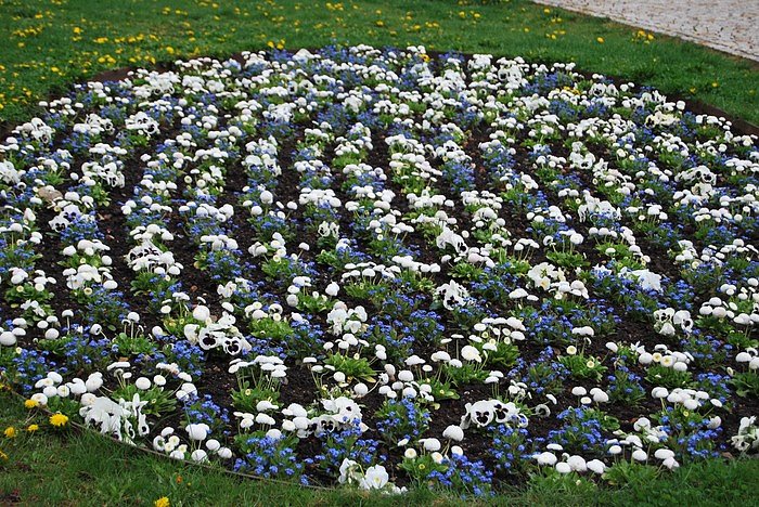 Bl&uuml;tenpracht auf dem Berg