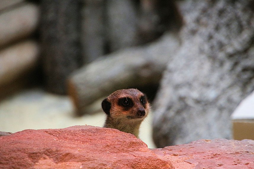 Peter Blei unterwegs: Der Zoo in Aschersleben