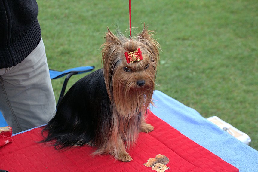 Hunde auf dem Possen