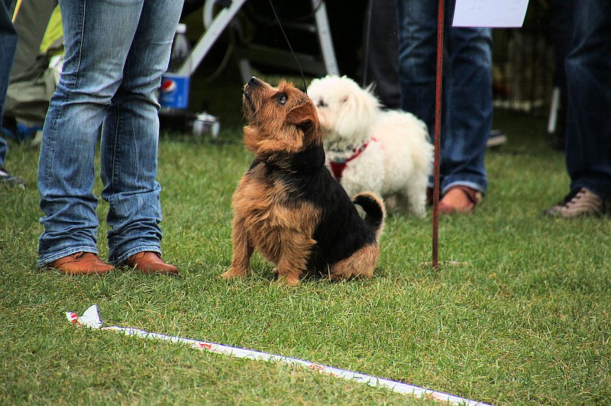 Hunde auf dem Possen