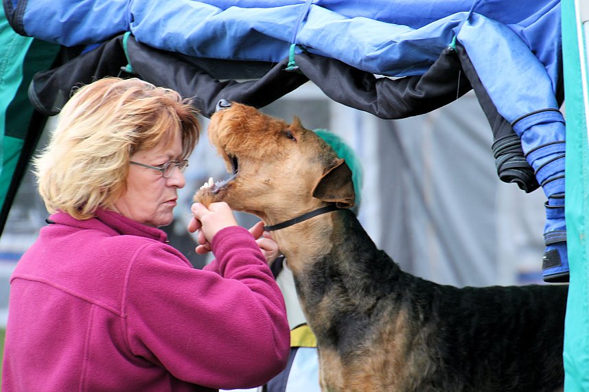 Hunde auf dem Possen