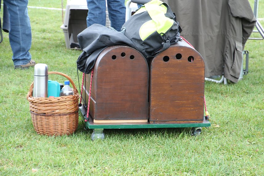 Hunde auf dem Possen