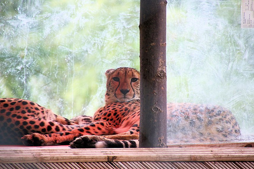 Peter Blei unterwegs auf dem Possen