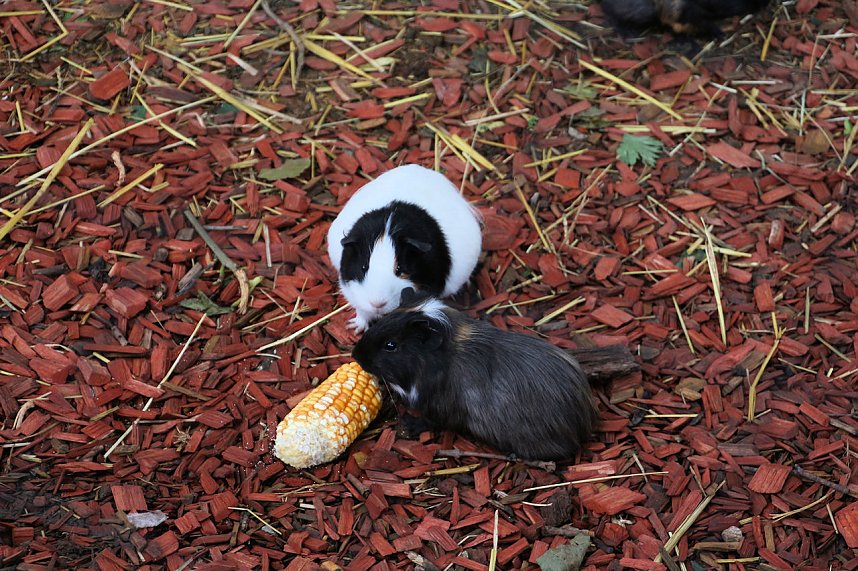 Peter Blei unterwegs auf dem Possen