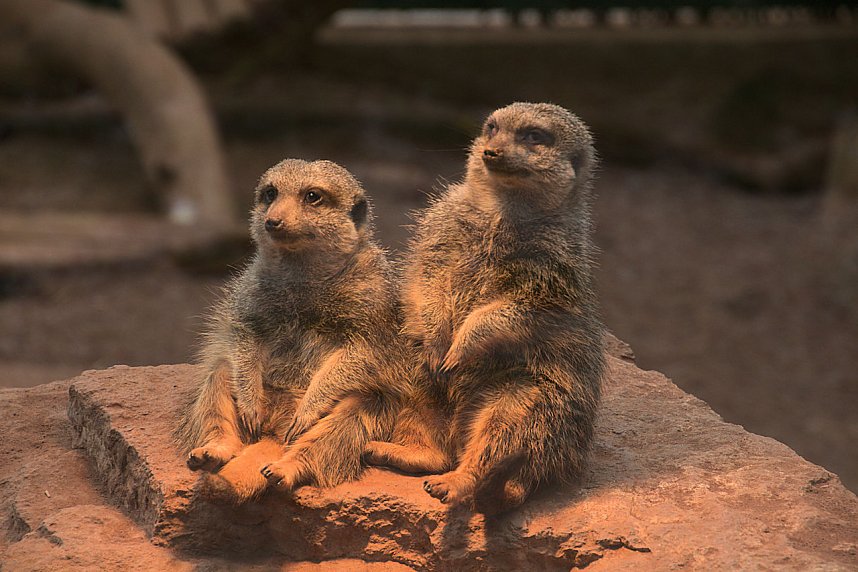 Peter Blei unterwegs auf dem Possen