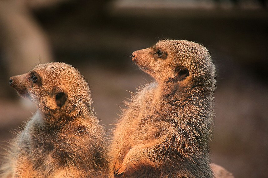 Peter Blei unterwegs auf dem Possen