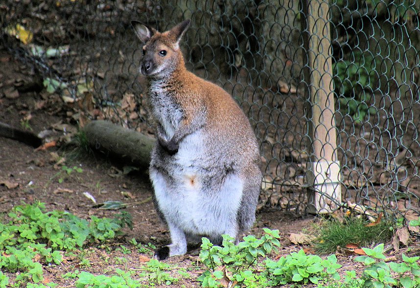 Peter Blei unterwegs auf dem Possen