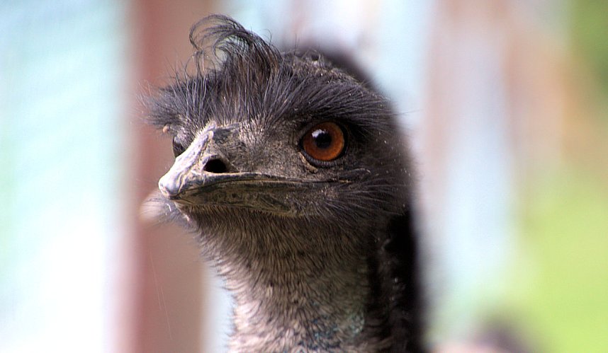 Peter Blei unterwegs auf dem Possen