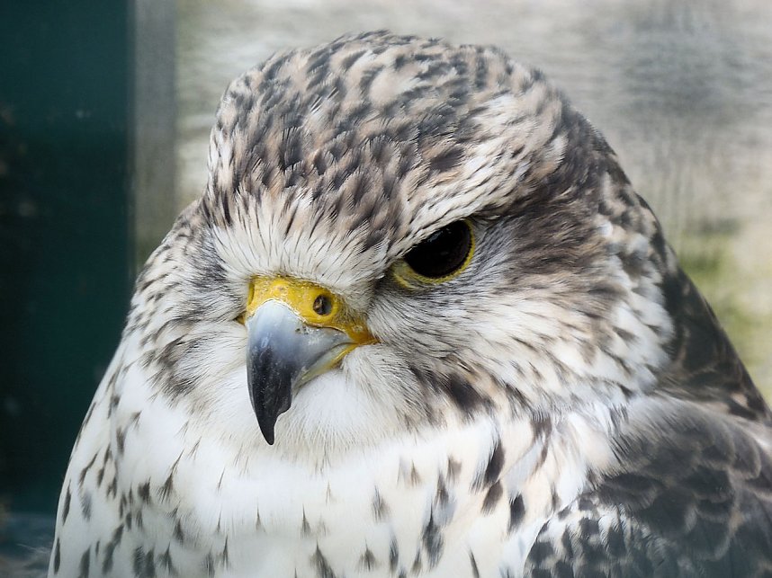 Peter Blei unterwegs auf dem Possen